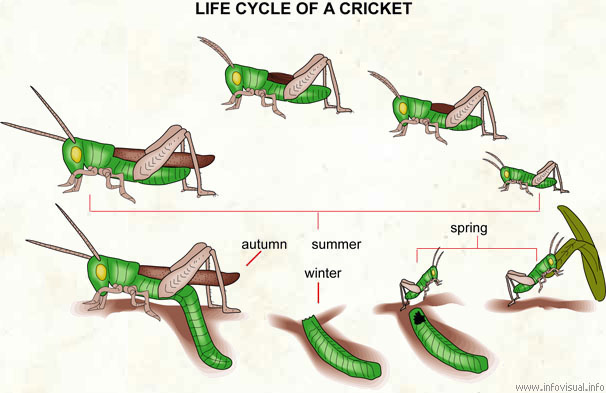 How Long Do Crickets Live, Life Cycle Of A Cricket